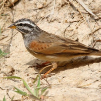 Striolated Bunting